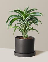 Dracaena Jewel Jade | Unique Plants for Delivery | The Sill
