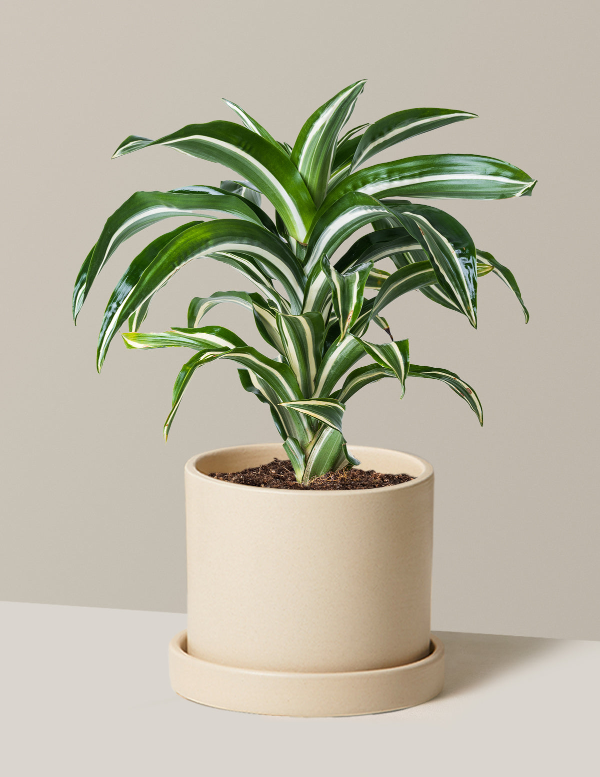 Dracaena Jewel Jade