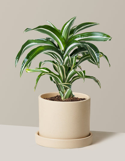 Dracaena Jewel Jade