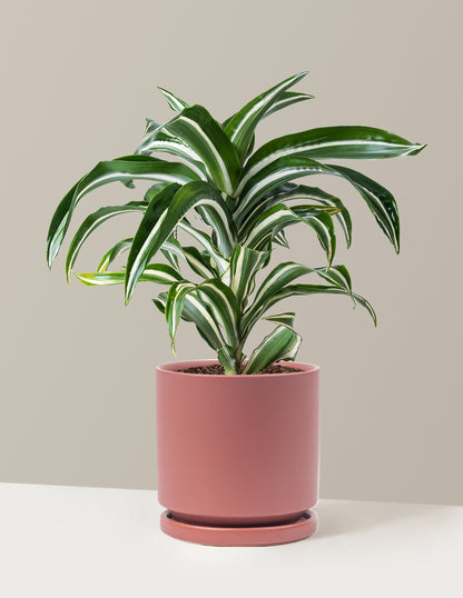 dracaena pink and green Dracaena Jewel Jade | Unique Plants for Delivery