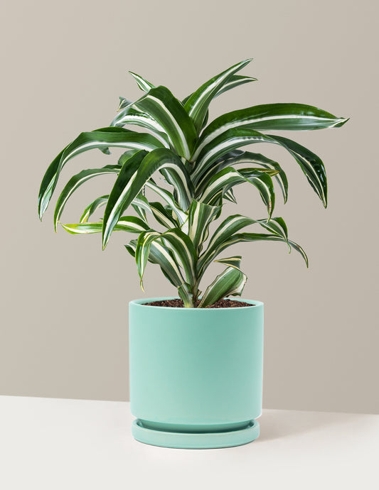 Dracaena Jewel Jade