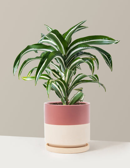 white plant pots amazon Dracaena Jewel Jade | Unique Plants for Delivery