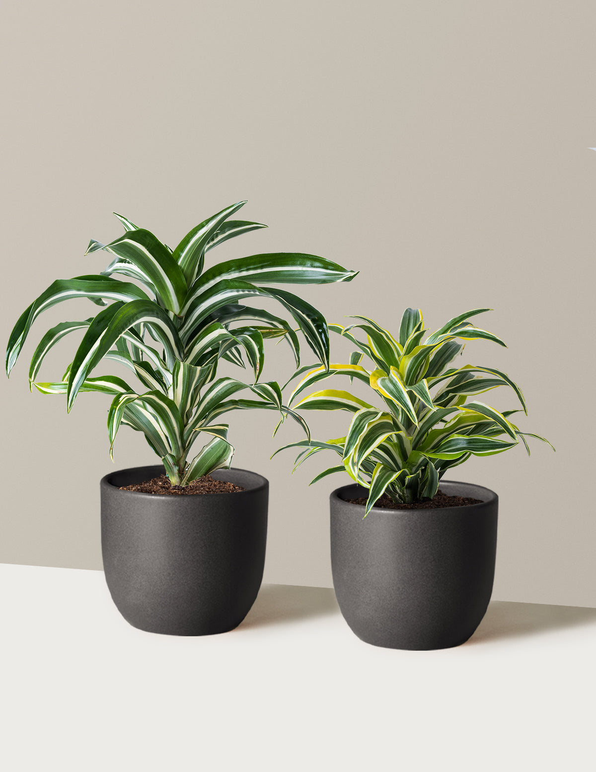Decorative Dracaena Duo