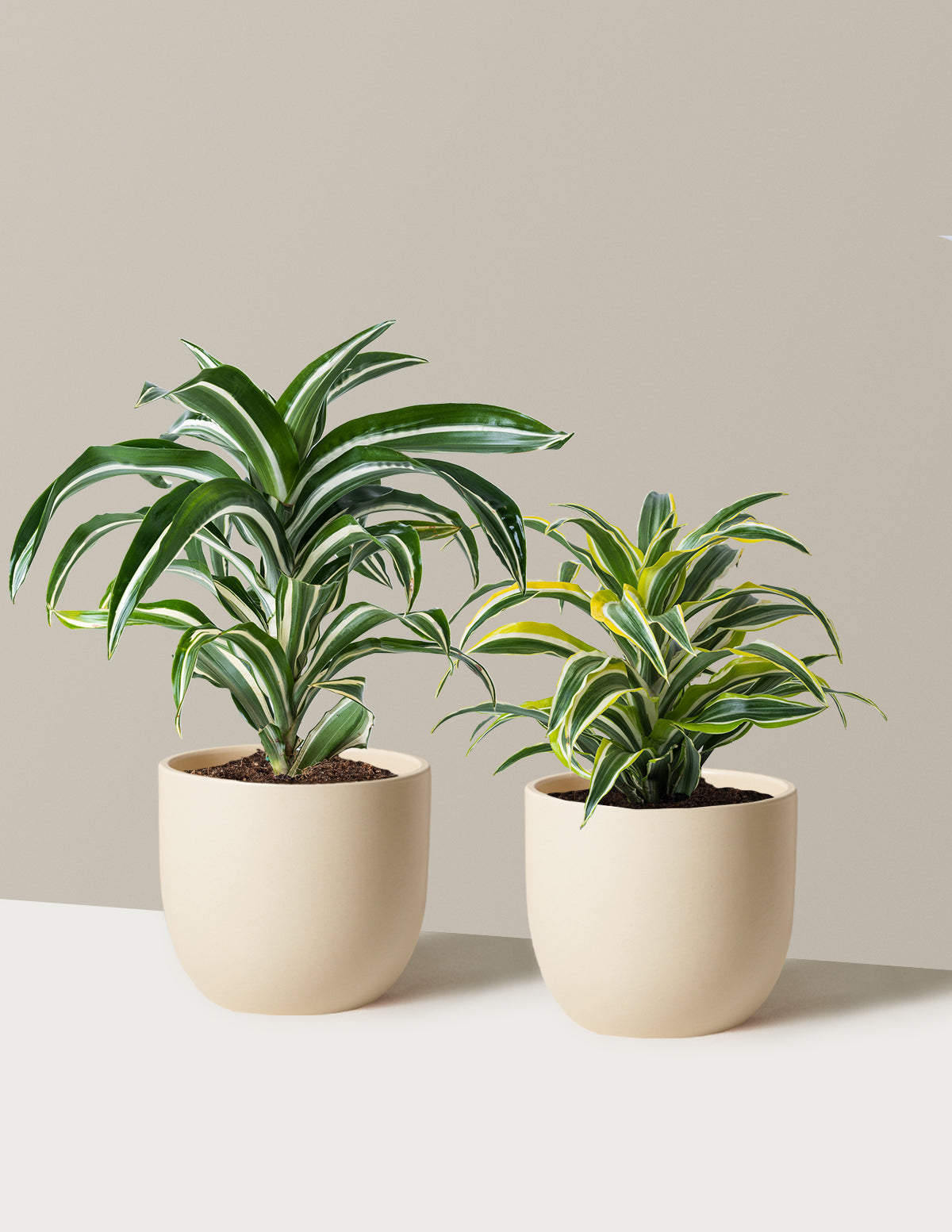 Decorative Dracaena Duo