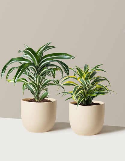 Decorative Dracaena Duo