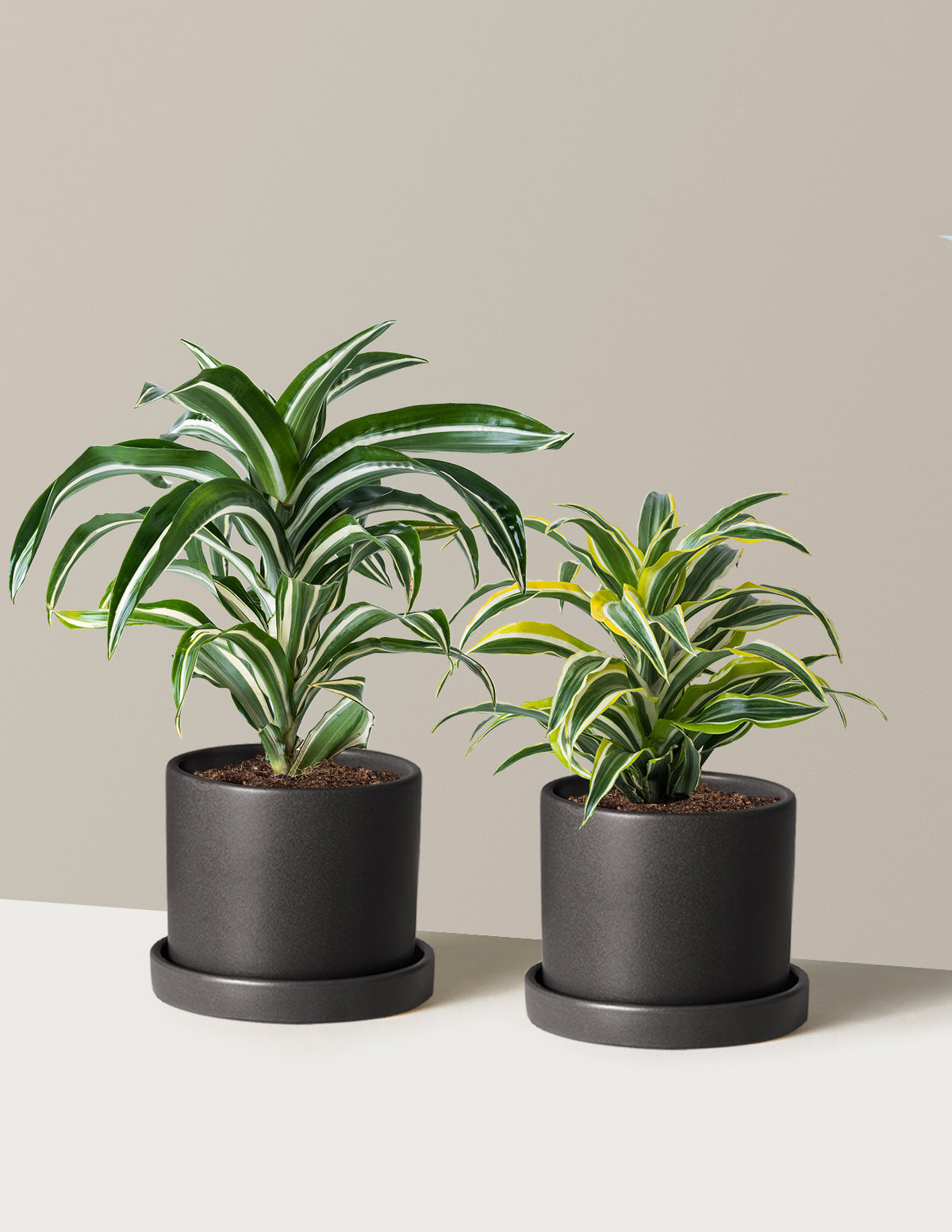 Decorative Dracaena Duo