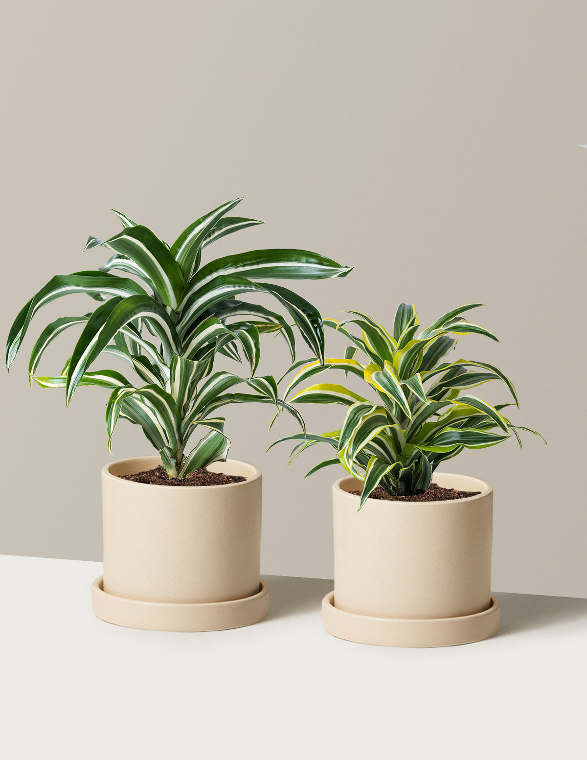 Decorative Dracaena Duo