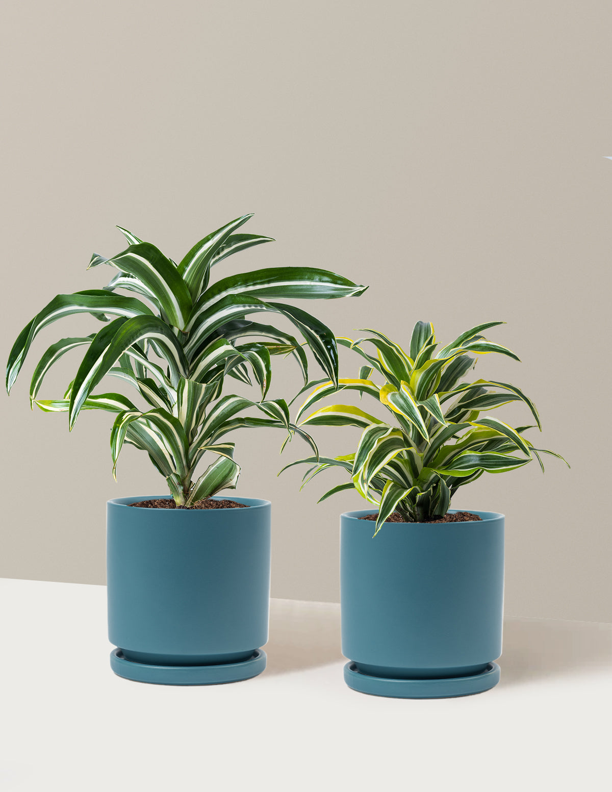 Decorative Dracaena Duo