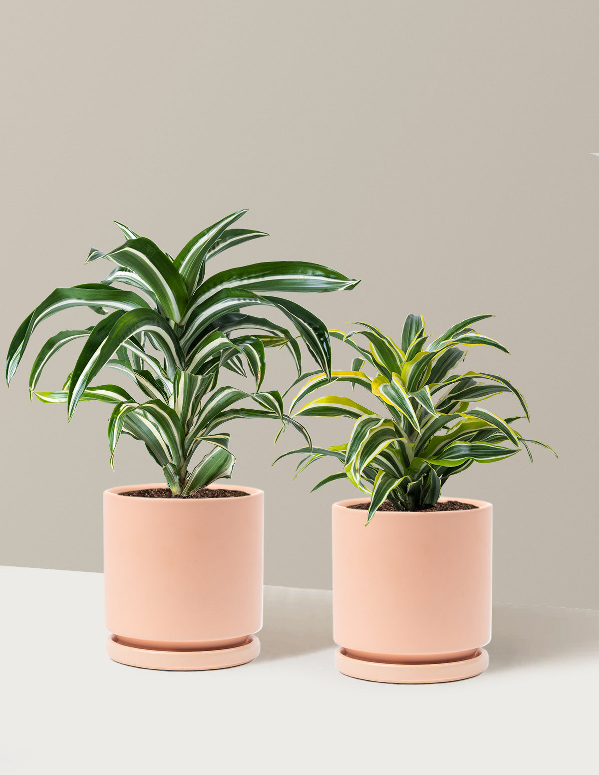 Decorative Dracaena Duo