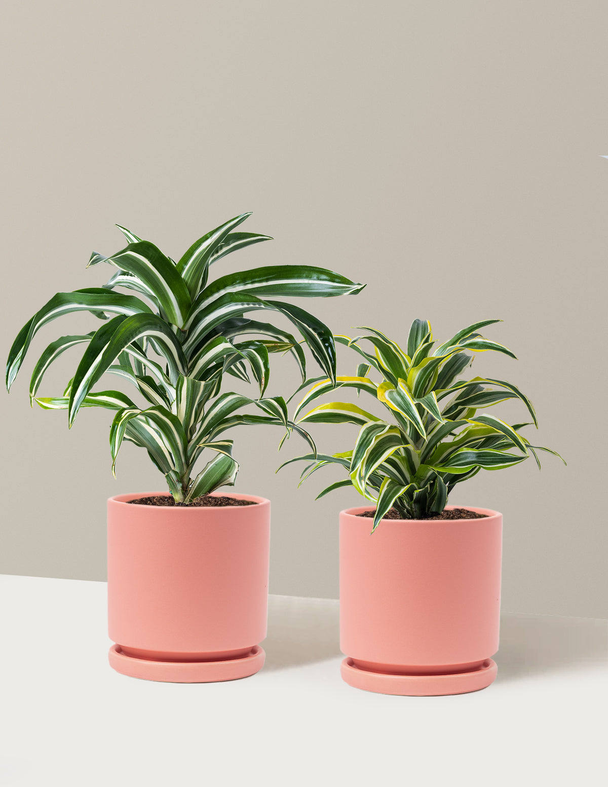 Decorative Dracaena Duo