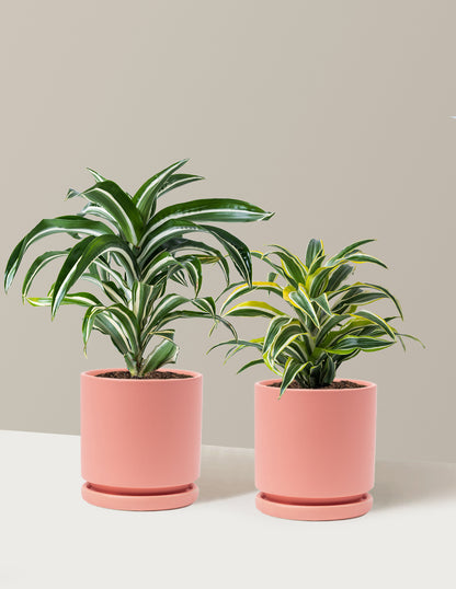 Decorative Dracaena Duo