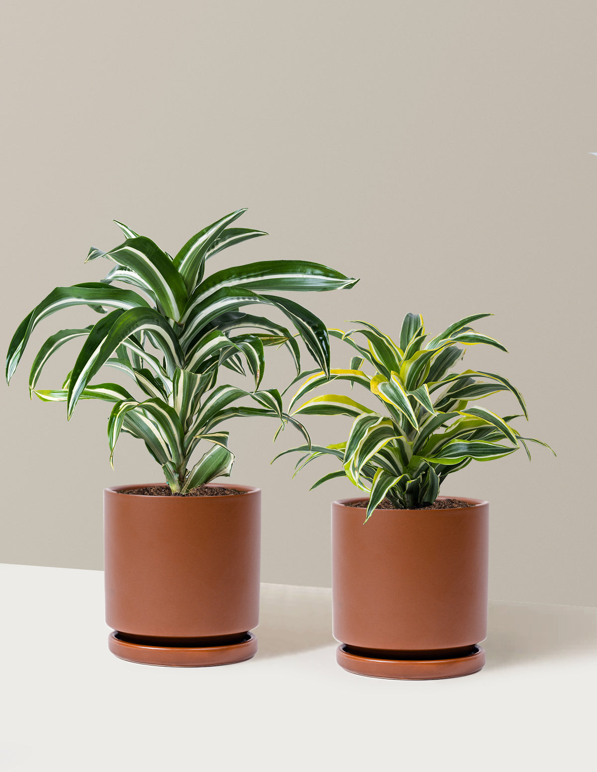 Decorative Dracaena Duo