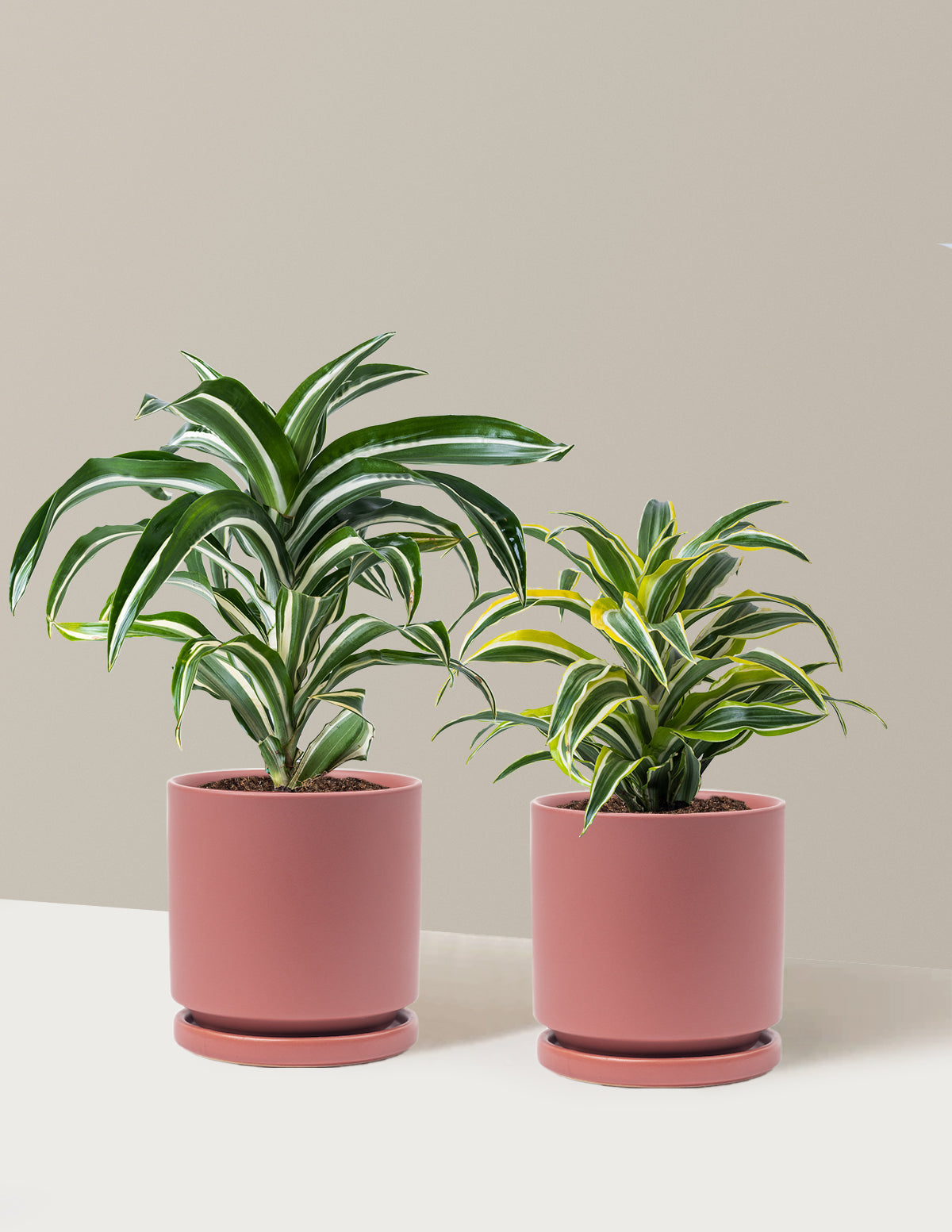 Decorative Dracaena Duo
