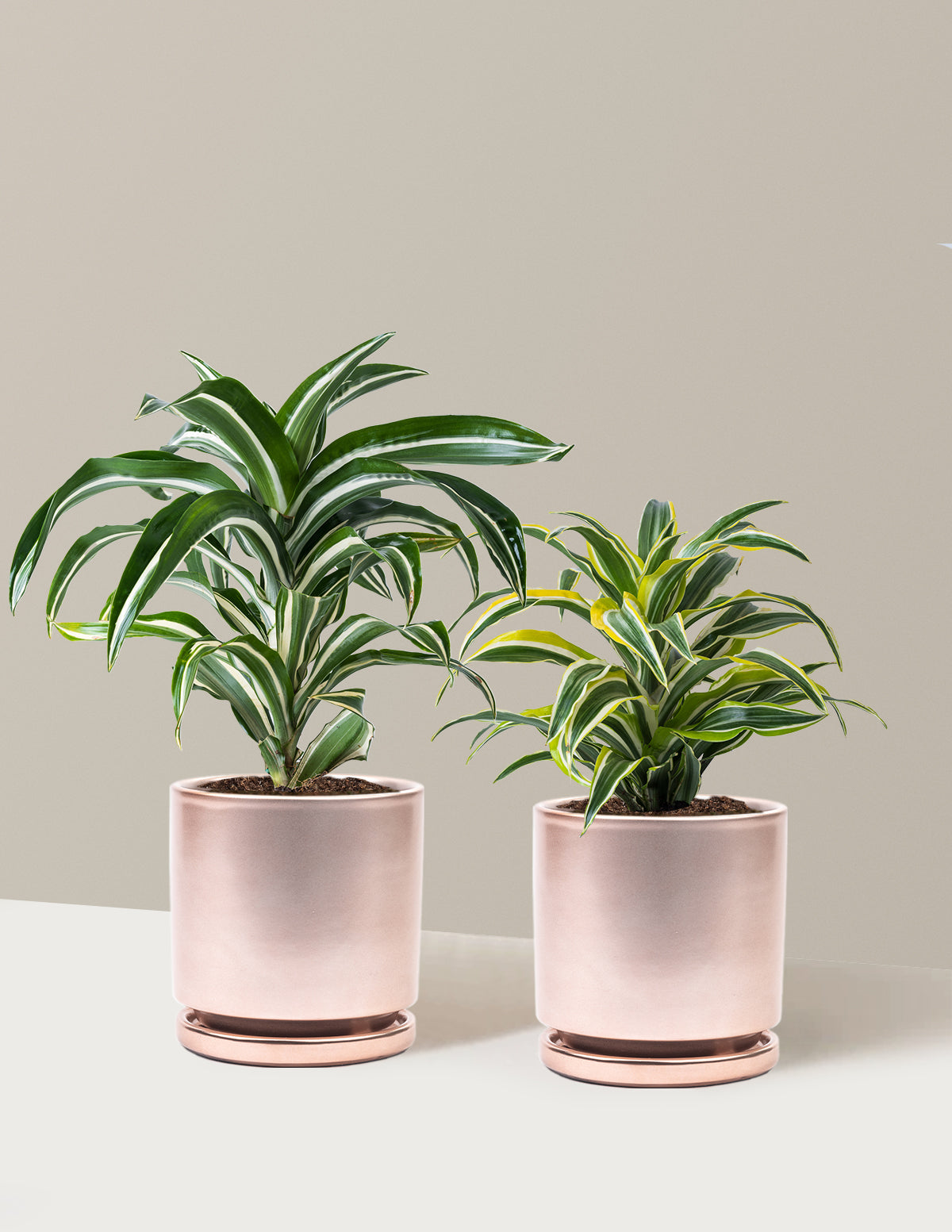 Decorative Dracaena Duo