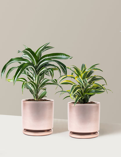 Decorative Dracaena Duo
