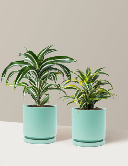 Decorative Dracaena Duo