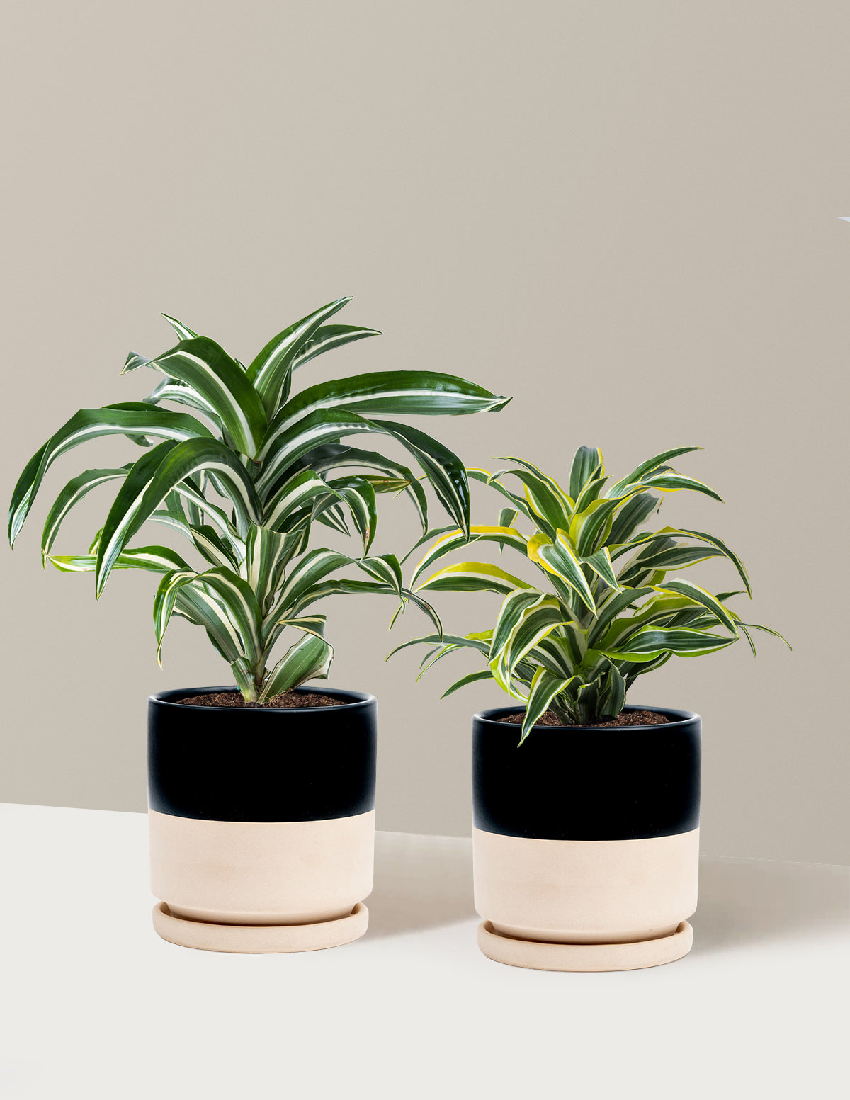 Decorative Dracaena Duo