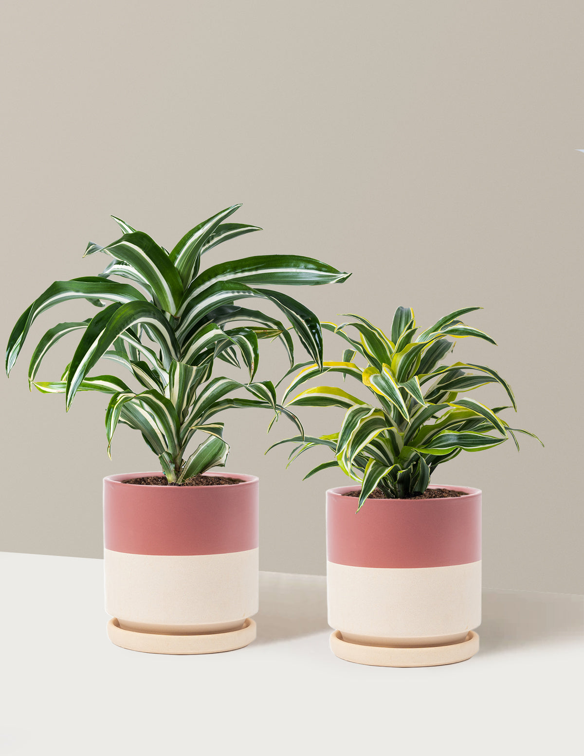Decorative Dracaena Duo