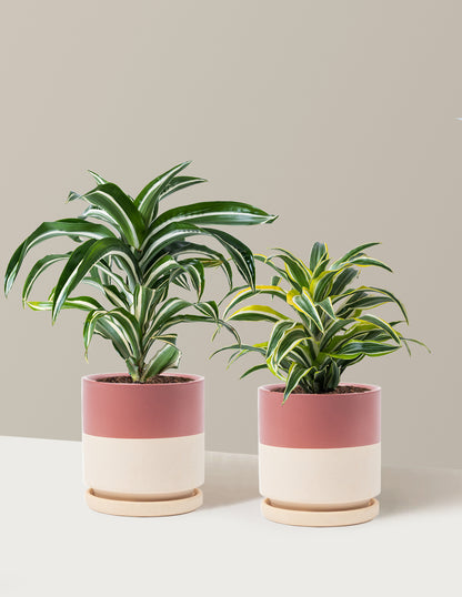 Decorative Dracaena Duo