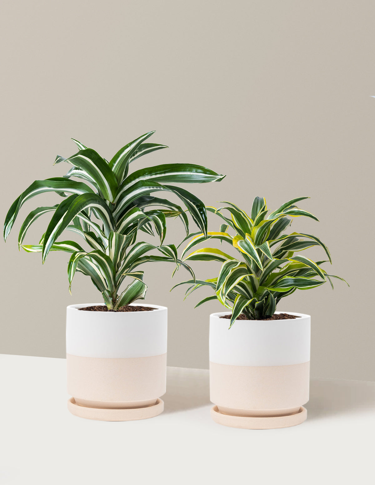 Decorative Dracaena Duo
