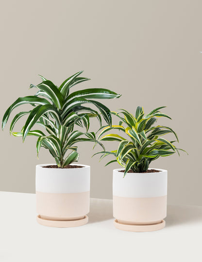 Decorative Dracaena Duo