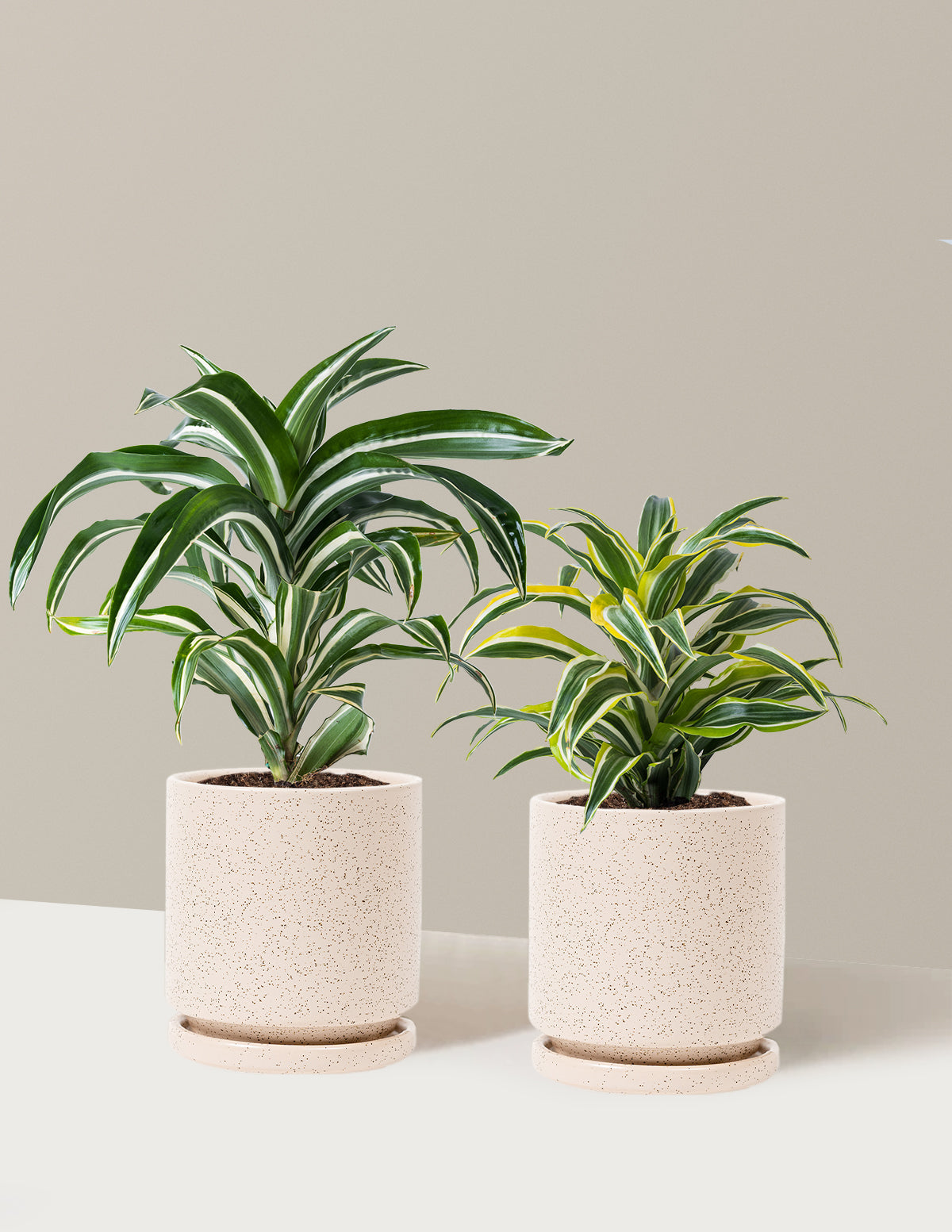 Decorative Dracaena Duo