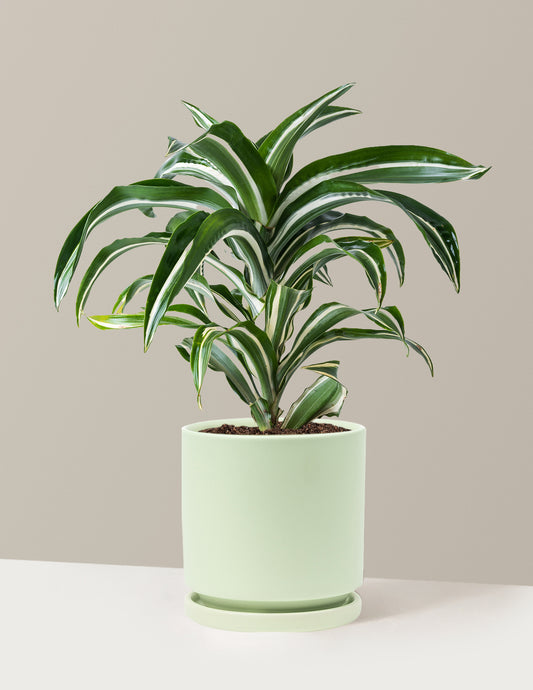 Dracaena Jewel Jade