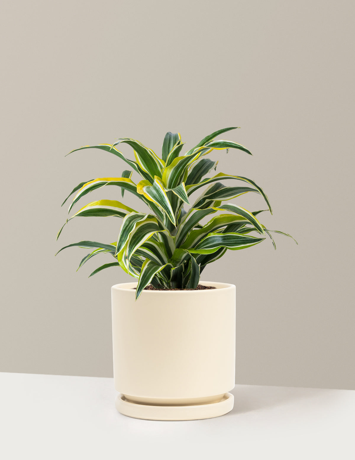 Dracaena Lemon Lime