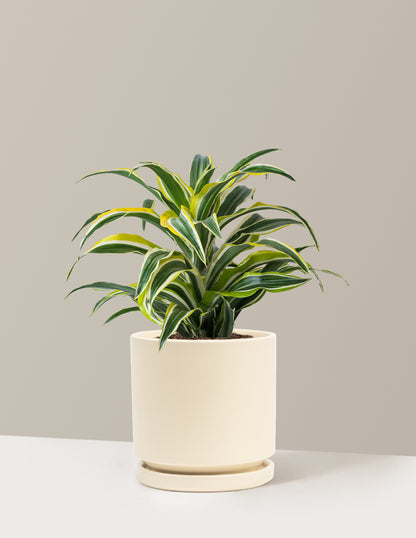Dracaena Lemon Lime