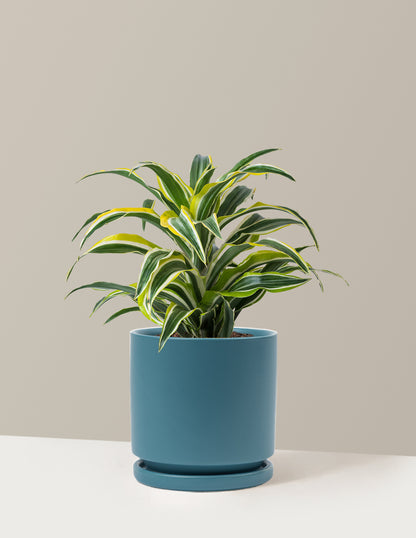 Dracaena Lemon Lime