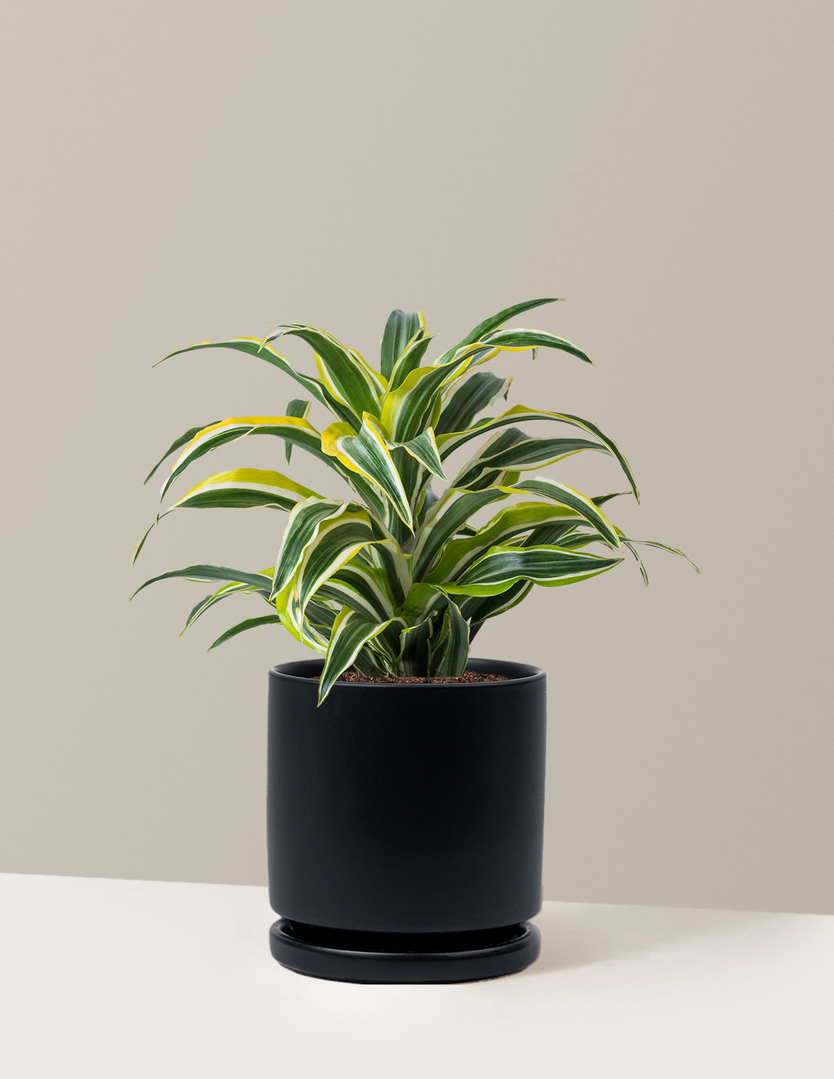 Dracaena Lemon Lime