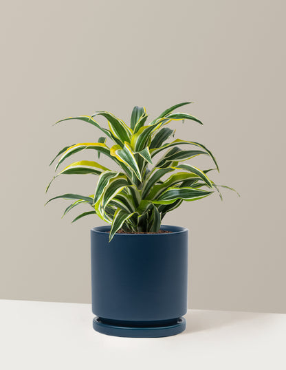 Dracaena Lemon Lime