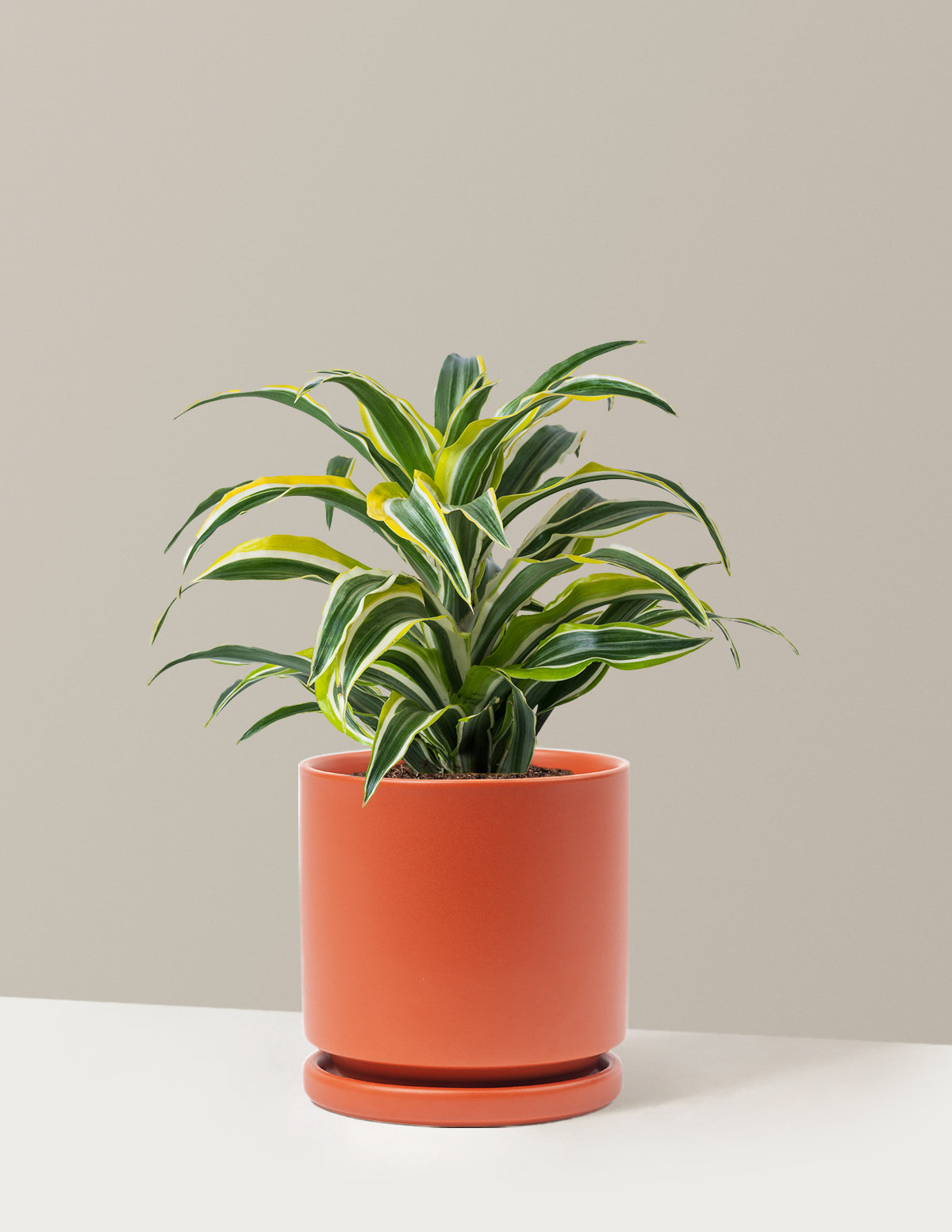 Dracaena Lemon Lime
