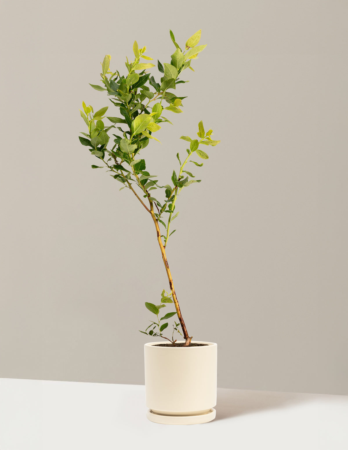 bundle | 1 Gallon - Single | Isabella | Almond