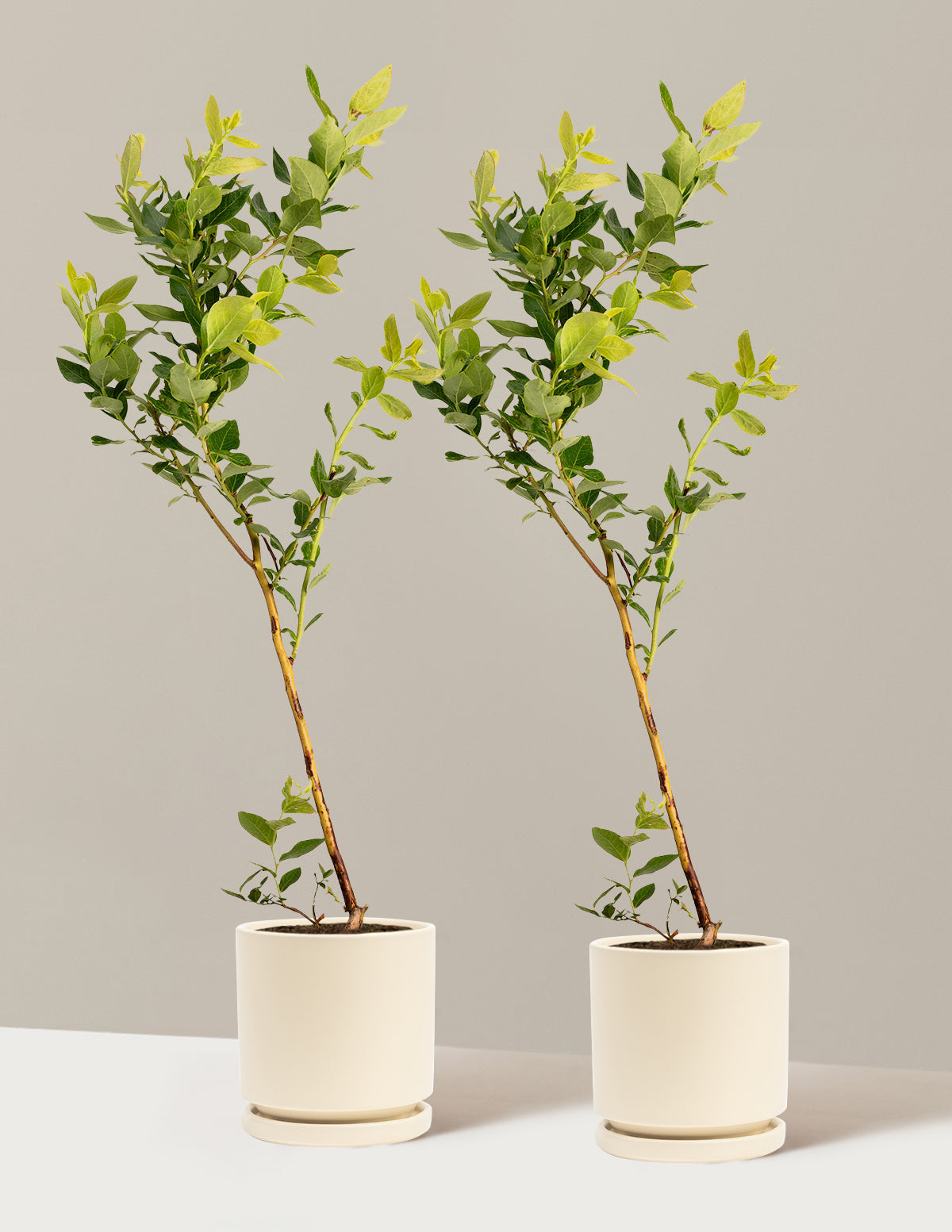 bundle | 1 Gallon - 2-Pack | Isabella | Almond