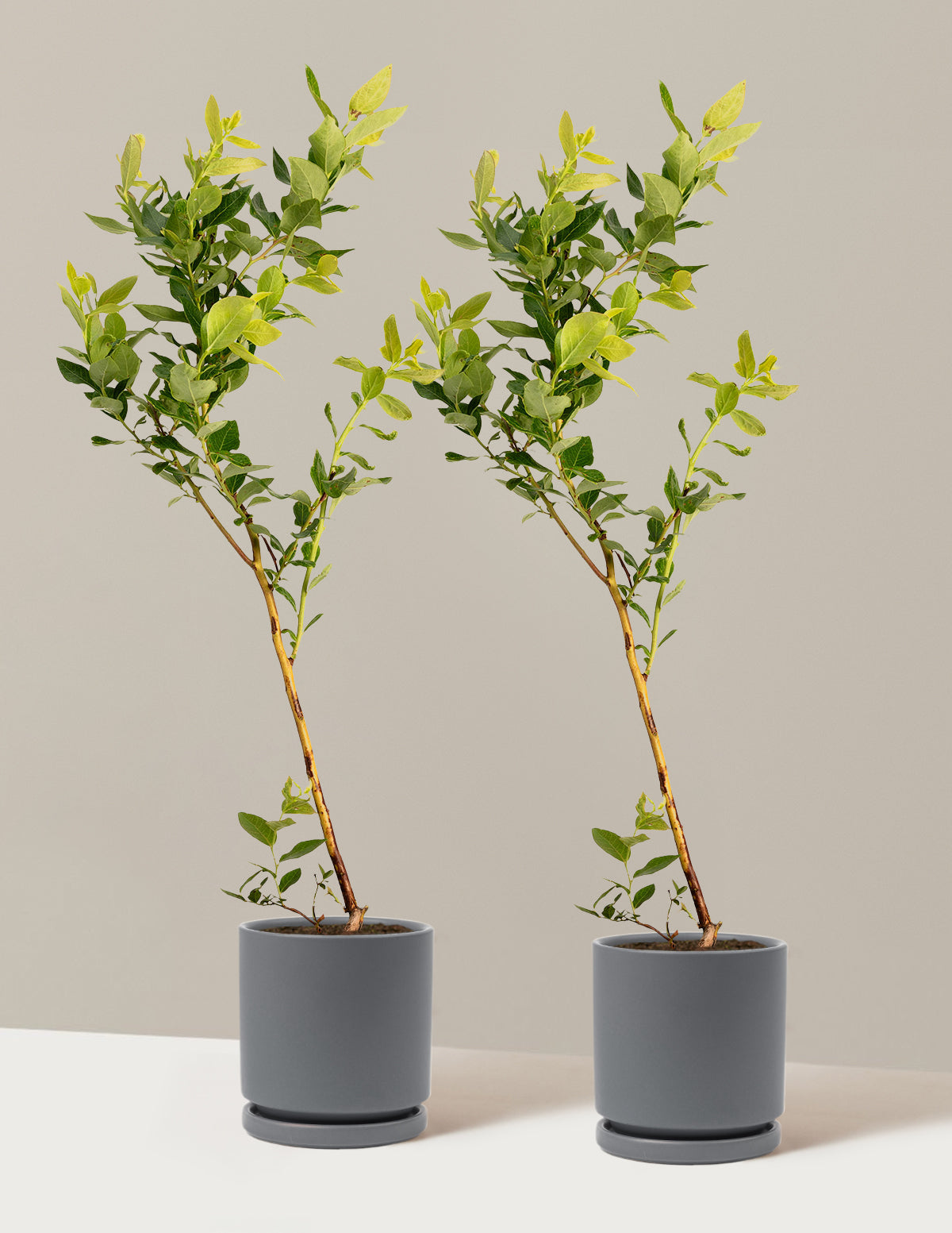 bundle | 1 Gallon - 2-Pack | Isabella | Granite