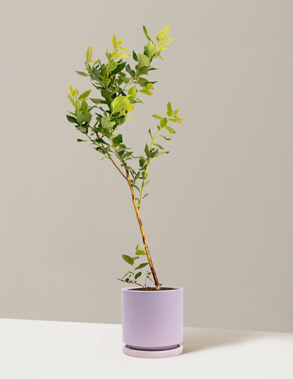 Duke Blueberry