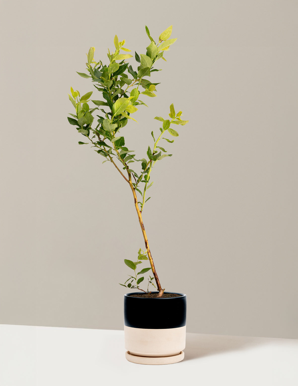 bundle | 1 Gallon - Single | Isabella | Top Half Black