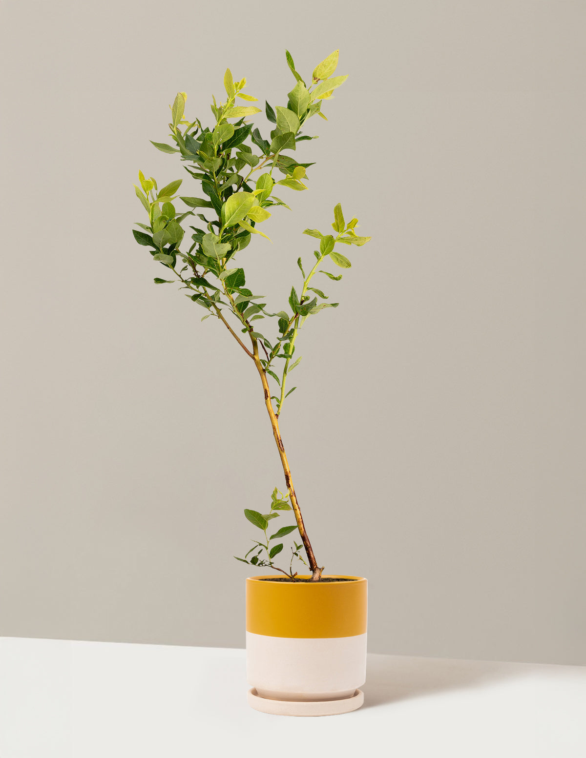 bundle | 1 Gallon - Single | Isabella | Top Half Mustard