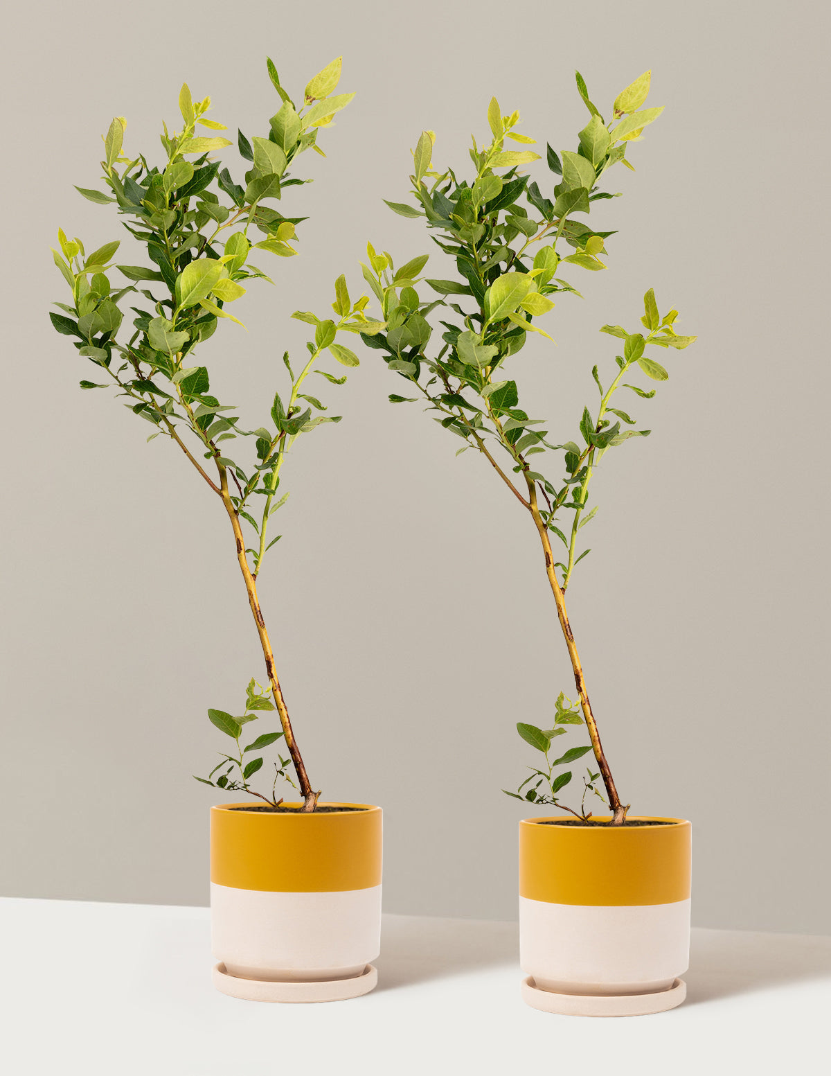 bundle | 1 Gallon - 2-Pack | Isabella | Top Half Mustard