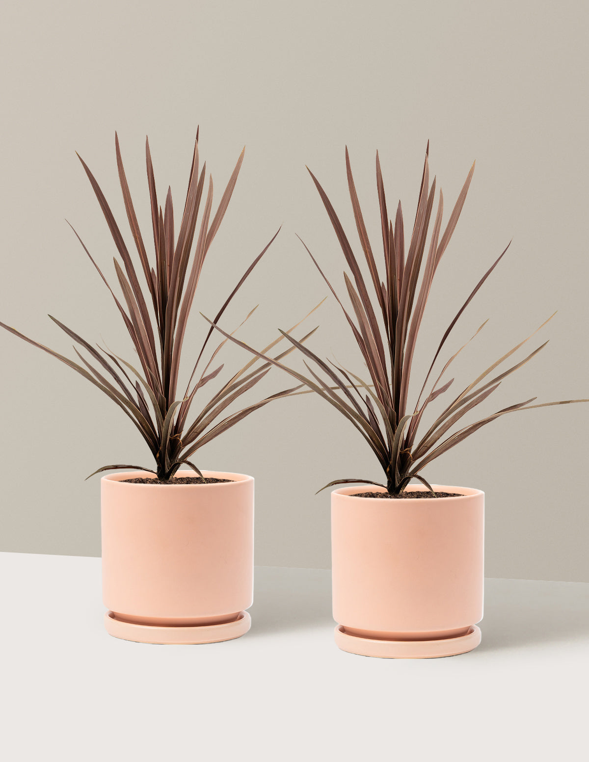 Bauer's Cordyline