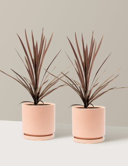 Bauer's Cordyline
