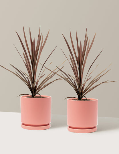 Bauer's Cordyline