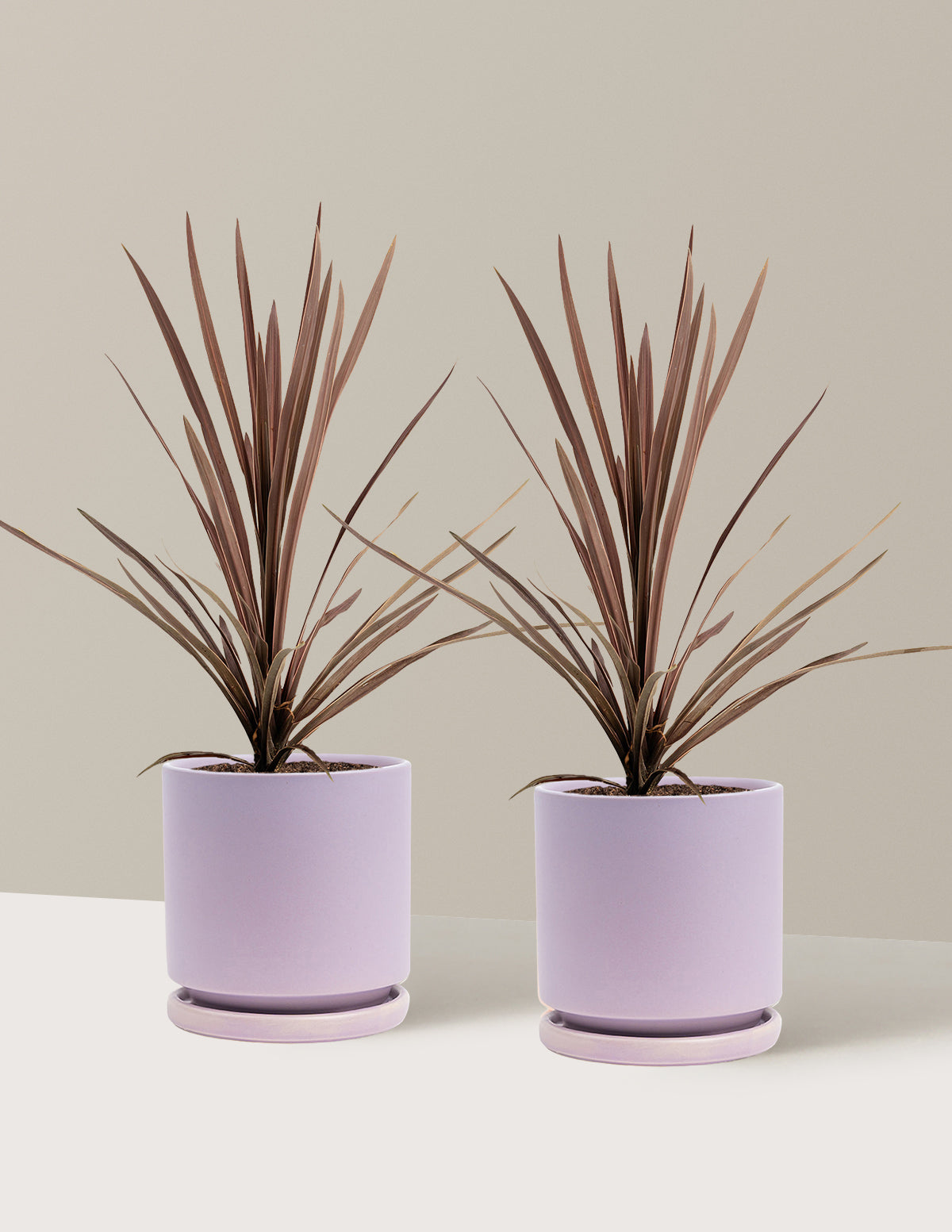 Bauer's Cordyline