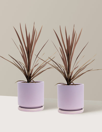 Bauer's Cordyline