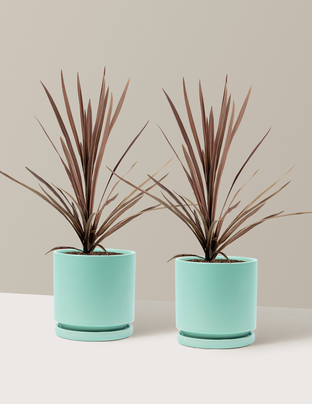 Bauer's Cordyline