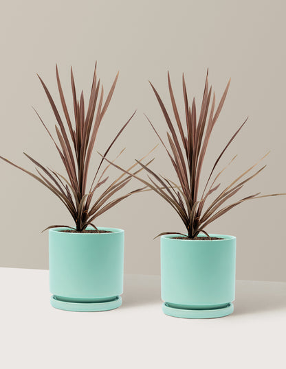 Bauer's Cordyline