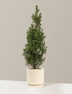 Dwarf Alberta Spruce