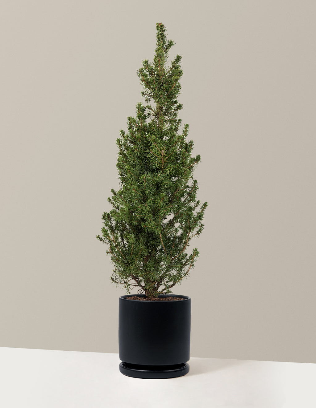Dwarf Alberta Spruce