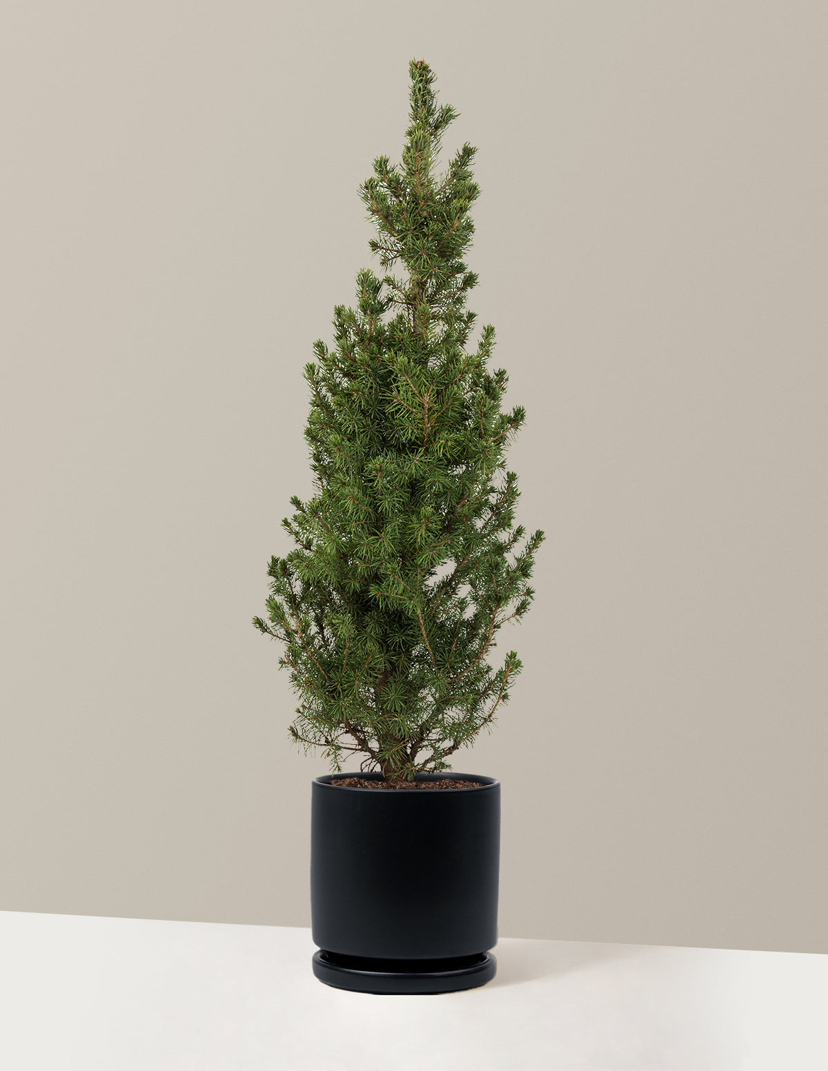 Dwarf Alberta Spruce